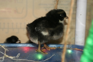 chick on top of my DIY "ecoglow"-style brooder